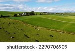 A herd on a fenced green pasture in Ireland, top view. Organic Irish farm. Cattle grazing on a grass field, landscape. Animal husbandry. Green grass field under blue sky