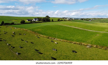 A herd on a fenced green pasture in Ireland, top view. Organic Irish farm. Cattle grazing on a grass field, landscape. Animal husbandry. Green grass field under blue sky - Shutterstock ID 2290706909