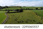 A herd on a pasture in Ireland, top view. Organic Irish farm. Cattle grazing on a grass field, landscape. Animal husbandry. Green grass field under blue sky