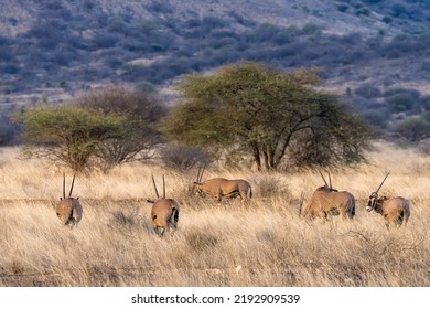 Herd Of Oryx Eating Grass In Savanna Grassland At Masai Mara National Reserve Kenya