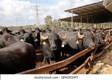 A herd of oxen buffalo seen in the farm at Bitzaron village near central Israeli city of Gedera on January 14, 2021.