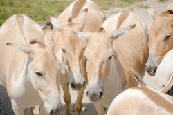 Herd Of Persian Onagers At The Wilds In Cumberland Ohio. Animals Born In Captivity, And Are Extremely Rare Due To Being Nearly Extinct In The Wild. Dusty Road, Grass, Foal , Mare, And Studs