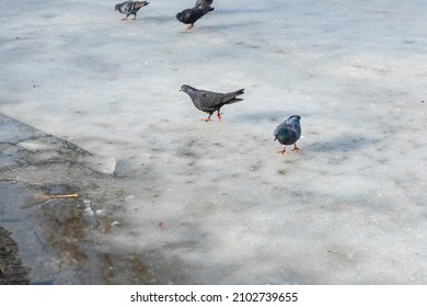 Herd Of Pigeons Walking On Thin Ice Sheet On Big Lake