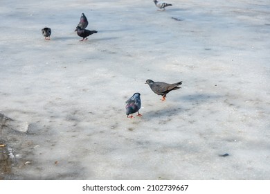 Herd Of Pigeons Walking On Thin Ice Sheet On Big Lake