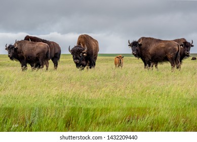 A herd of plains bison with a baby calf in a pasture in Saskatchewan, Canada  - Powered by Shutterstock