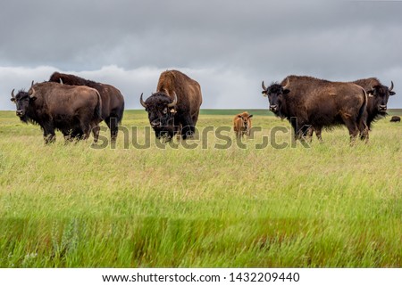 A herd of plains bison with a baby calf in a pasture in Saskatchewan, Canada 