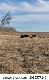 Herd Of Plains Bison In A Field