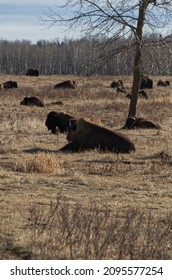 Herd Of Plains Bison In A Field