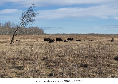 Herd Of Plains Bison In A Field