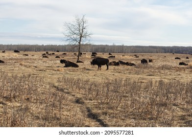 Herd Of Plains Bison In A Field