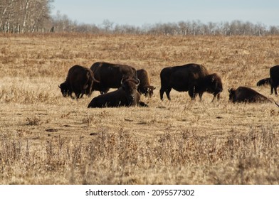 Herd Of Plains Bison In A Field