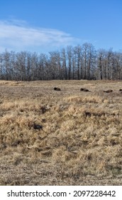 Herd Of Plains Bison In A Field