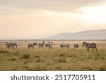 Herd of plains zebra (Equus quagga) grazing in the Masai Mara during sunset