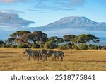 A herd of plains zebra walks against the clear view of mount Kilimanjaro and balloon flying in a blue morning sky at Amboseli National Park, Kenya 