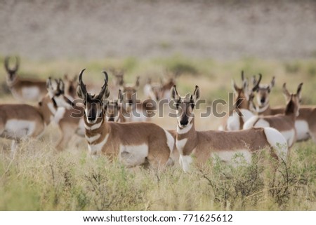A herd of pronghorn antelope in the sage brush graze and watch for predators