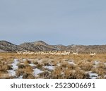 A herd of pronghorn (Antilocapra americana, or American antelope) running through the snow with mountains in the background