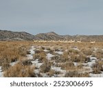 A herd of pronghorn (Antilocapra americana, or American antelope) running through the snow with mountains in the background