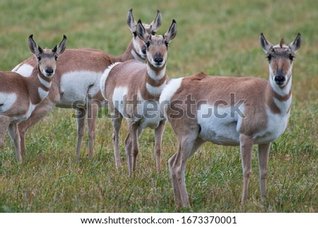 Herd of Pronghorns outside of Grand Teton National Park in Wyoming, USA