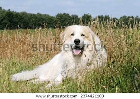 herd protection, dog great pyrenees lying in the field and guard Stock foto © 