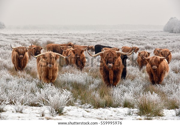 Herd of red brown Scottish highlanders in a\
natural winter landscape.