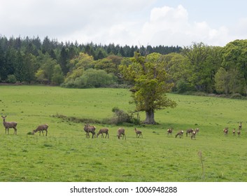 Herd Of Red Deer (Cervus Elaphus) In Parkland At Dunster Within Exmoor National Park In Rural Somerset, England, UK