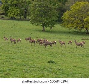 Herd Of Red Deer (Cervus Elaphus) In Parkland At Dunster Within Exmoor National Park In Rural Somerset, England, UK