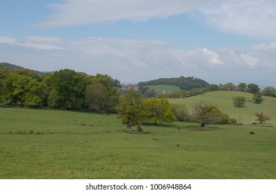 Herd Of Red Deer (Cervus Elaphus) In Parkland At Dunster Within Exmoor National Park In Rural Somerset, England, UK