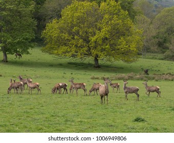 Herd Of Red Deer (Cervus Elaphus) In Parkland At Dunster Within Exmoor National Park In Rural Somerset, England, UK