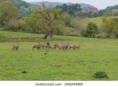 Herd Of Red Deer (Cervus Elaphus) In Parkland At Dunster Within Exmoor National Park In Rural Somerset, England, UK