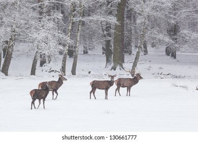 herd of red deer on a snowy meadow behind the winter forest during snowfall