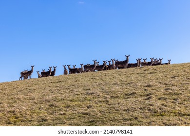 Herd Of Red Deer In The Scottish Highlands