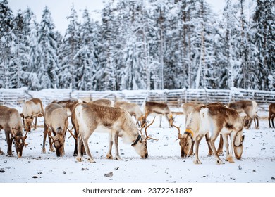 Herd of reindeer on farm in Lapland Finland on winter day