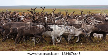 Herd of reindeer on a yearly migration in the polar tundra. Arctic region, Yamal peninsula. Reindeers migrate for a best grazing.