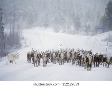 Herd Of Reindeer In Snow