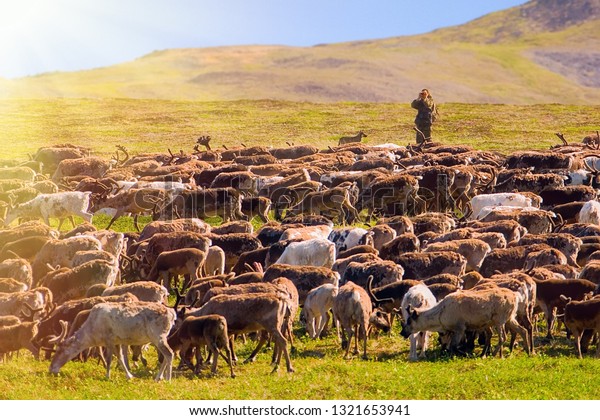 Herd of reindeer in the tundra among the\
hills. Traditional way of life of the indigenous peoples of the\
North. Chukotka, Siberia, Far East of\
Russia.