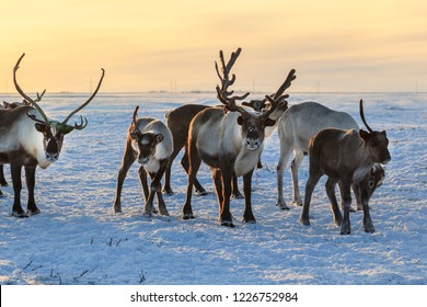 Herd of reindeer in winter weather, pasture reindeer