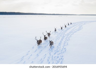 Herd of reindeers on a winter field covered by snow. Santa’s staff.