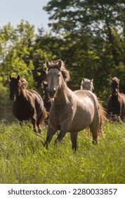 herd of rocky mountain horses running free in field long grass early summer spring tree foliage in background front horse buckskin color horse dapples healthy coat healthy horse vertical room for type