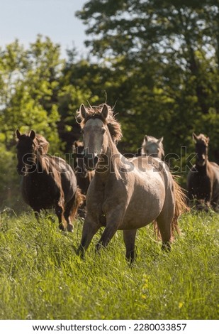herd of rocky mountain horses running free in field long grass early summer spring tree foliage in background front horse buckskin color horse dapples healthy coat healthy horse vertical room for type