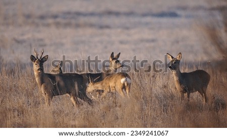 Similar – Image, Stock Photo Reh beim Absprung , Roe deer, Capreolus capreolus, running in the field at sunset