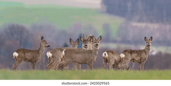  A herd of roe deer stands on the horizon and looks at the camera. Capreolus capreolus                              - Powered by Shutterstock