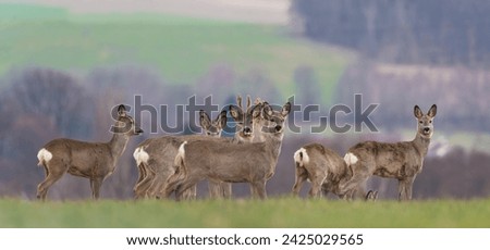  A herd of roe deer stands on the horizon and looks at the camera. Capreolus capreolus                             