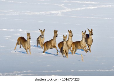 Herd Of Roe Deer In Winter On A Filed