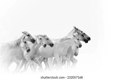 herd of running white horses