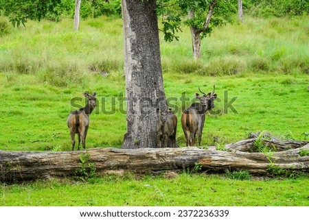Herd of sambar deer or Rusa unicolor grazing in a wildlife sanctuary, native to Indian subcontinent
