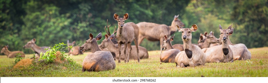 Herd of the Sambar deers. Panorama