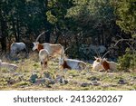 Herd of scimitar-horned oryx resting in Texas wildlife safari park. High Quality