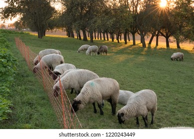 Herd of sheep