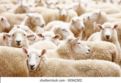 Herd Of Sheep