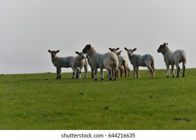 herd of sheep/ sheep